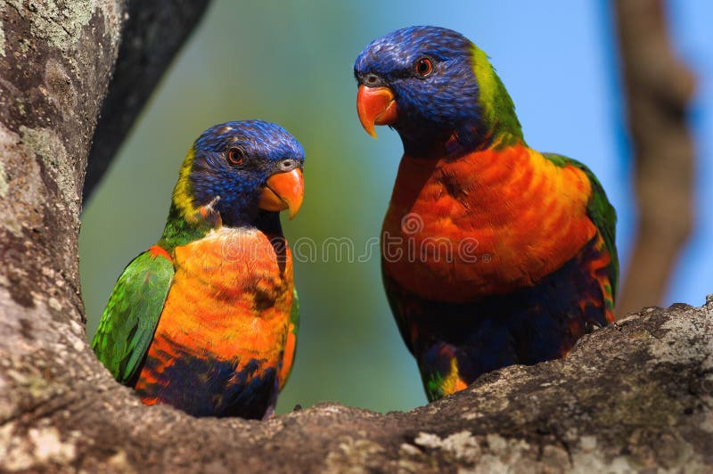 Duha papoušek, je druh z papoušek nalezeno v austrálie, východní indonésie (západní nový), nový, nový, Šalamoun ostrovy.