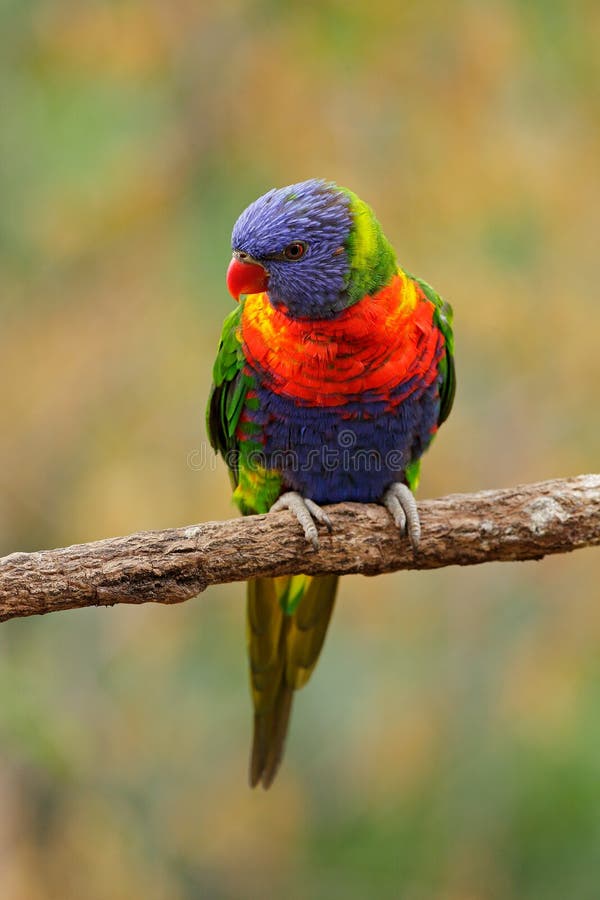 Rainbow Lorikeets Trichoglossus haematodus, colourful parrot sitting on the branch, animal in the nature habitat, Australia. Blue