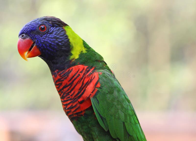 Rainbow lory stock photo. Image of blue, lorikeet, animal 13970572