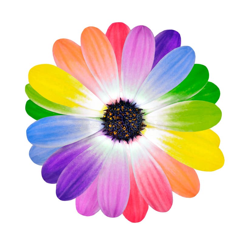Flower Petals Multi Colour Flower Petals Multi Colour