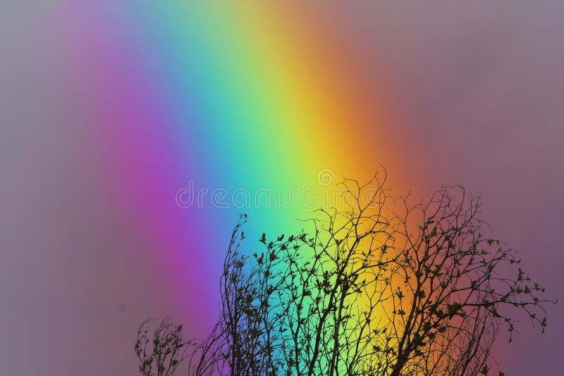 rainbow over colorful sky back silhouette dry branch tree