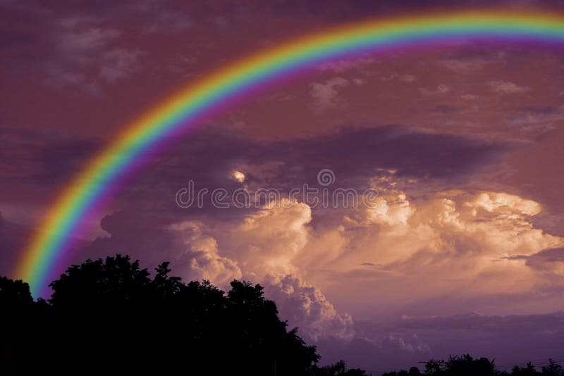Rainbow over sunset sky back silhouette dry branch tree