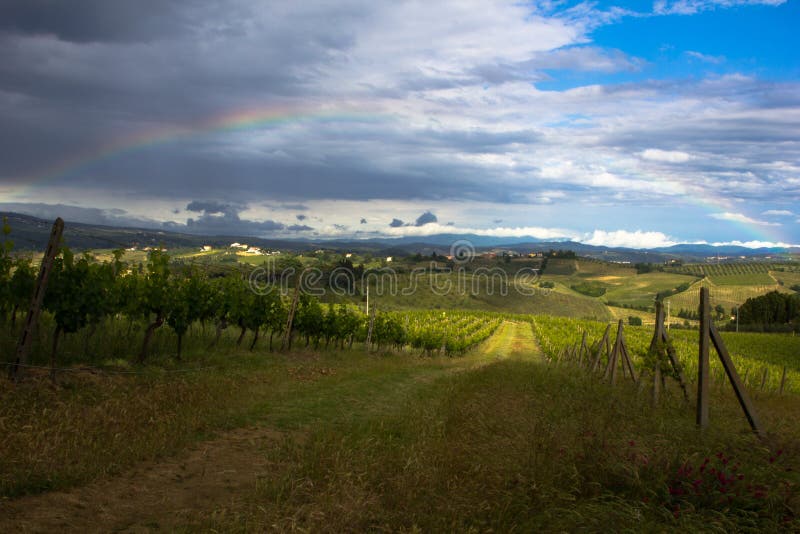 Rainbow Over Vineyard