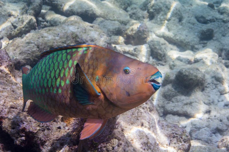 Rainbow Parrotfish