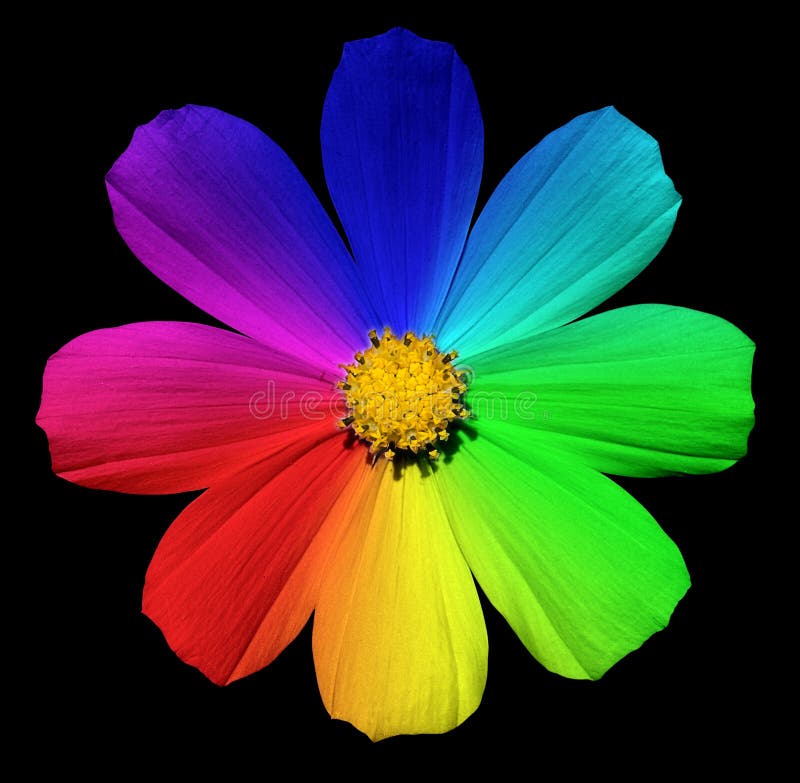 Rainbow Primula flower macro