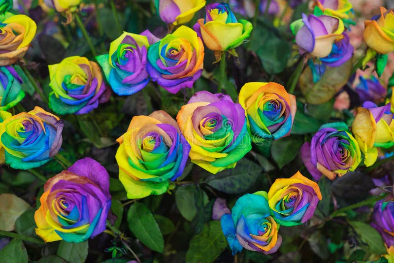 Rainbow Rose Flower and Multicolor Petals, Beautifully Named Happy ...