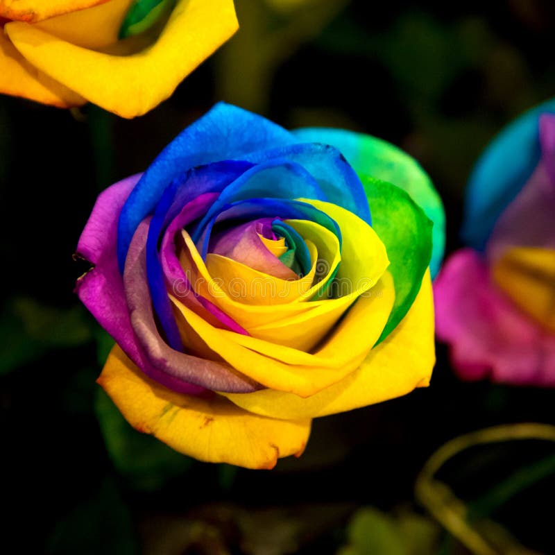 Rainbow rose flower.