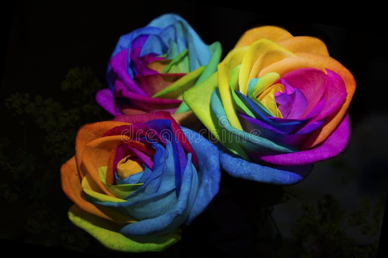 Rainbow Flower Wallpaper 55 pictures