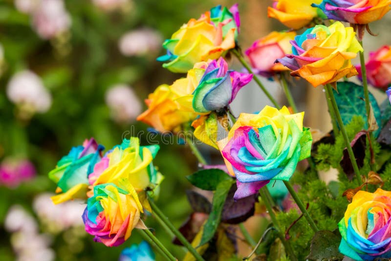 Rainbow roses stock photo. Image of love, plant, floral - 65113934