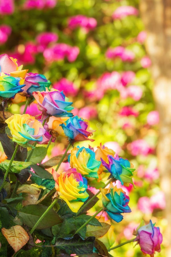 Rainbow roses