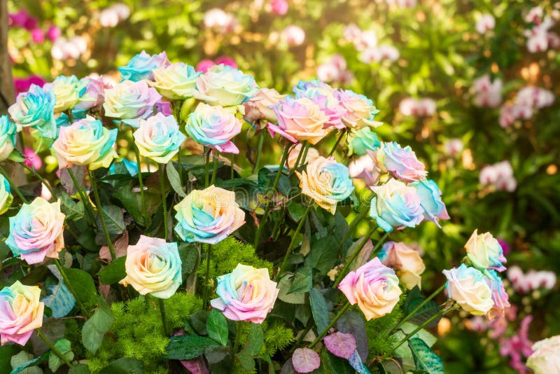 Bouquet of Rainbow rose stock photo. Image of background - 36194970