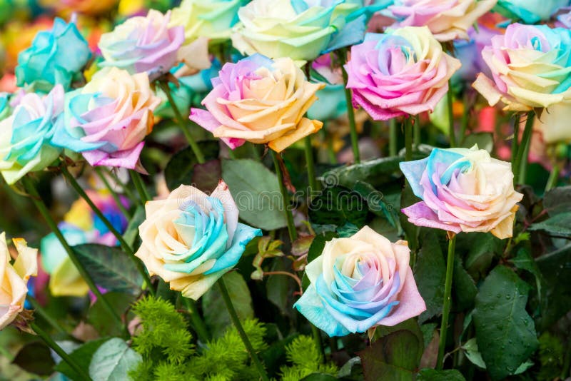 Rainbow roses