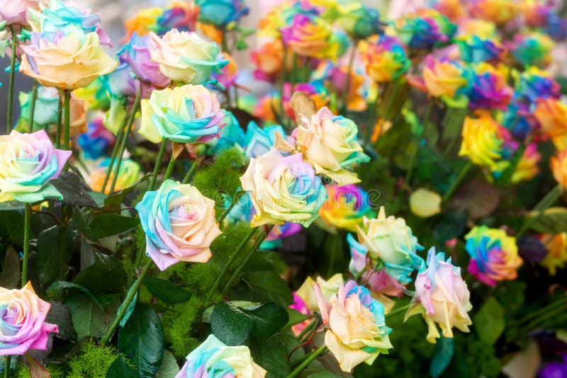 Rainbow roses stock photo. Image of decoration, blue - 65114030