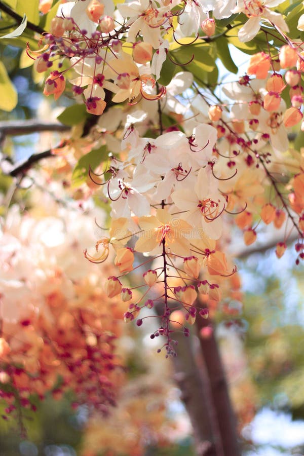 261 Rainbow Shower Tree Flower Stock Photos Free & RoyaltyFree Stock