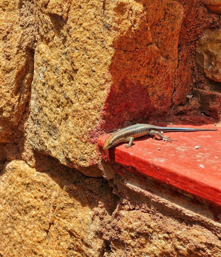 Rainbow Skink