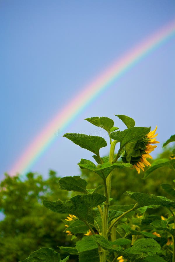Rainbow and sunflowers stock image. Image of weather 20370649