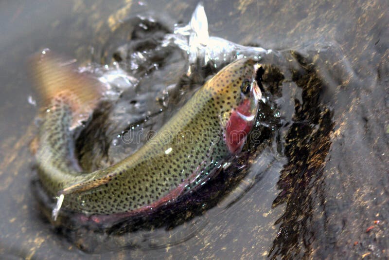 Rainbow Trout on dry fly
