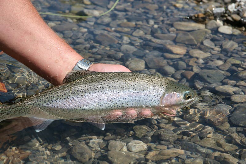 Rainbow trout