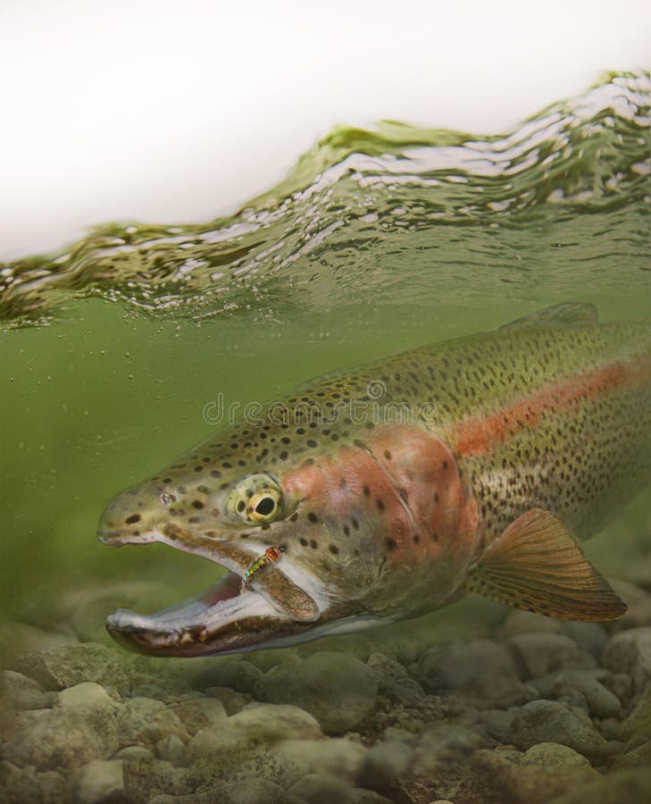 169 Rainbow Trout Fry Stock Photos - Free & Royalty-Free Stock