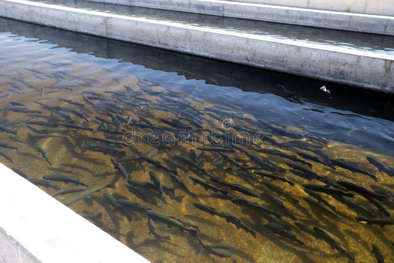 Rainbow trout Oncorhynchus mykiss in fish hatchery raceways, Warm Springs Fish Hatchery near Big Pine, Eastern Sierra Nevada Mountains, California, USA. Rainbow trout Oncorhynchus mykiss in fish hatchery raceways, Warm Springs Fish Hatchery near Big Pine, Eastern Sierra Nevada Mountains, California, USA