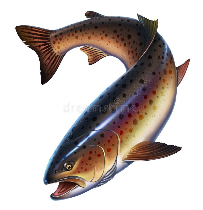 https://thumbs.dreamstime.com/b/rainbow-trout-fish-white-background-trout-delicacy-wild-river-fish-isolated-rainbow-trout-fish-white-background-137840398.jpg