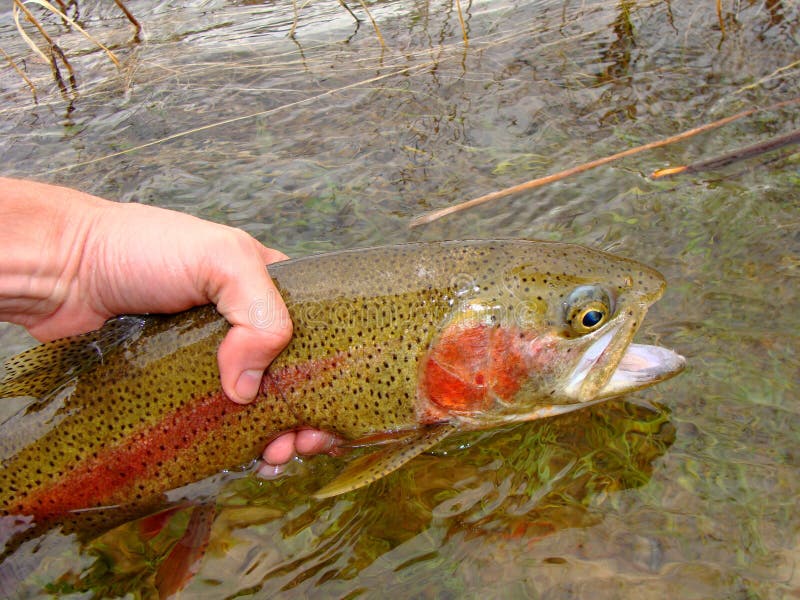 Fly Fishing, Releasing Beautiful Brown Trout Stock Image Image of