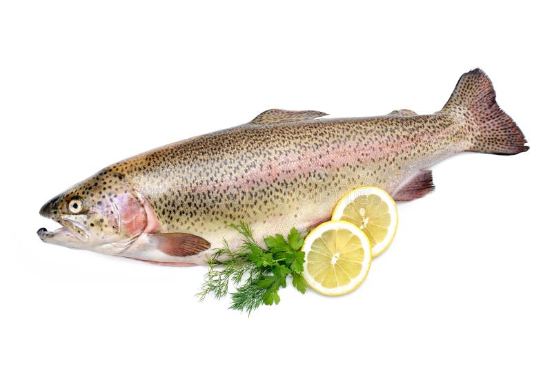 Rainbow trout