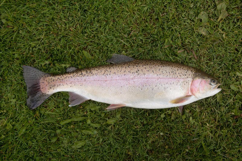 Rainbow trout on grass stock photo. Image of caught, catch 16582930