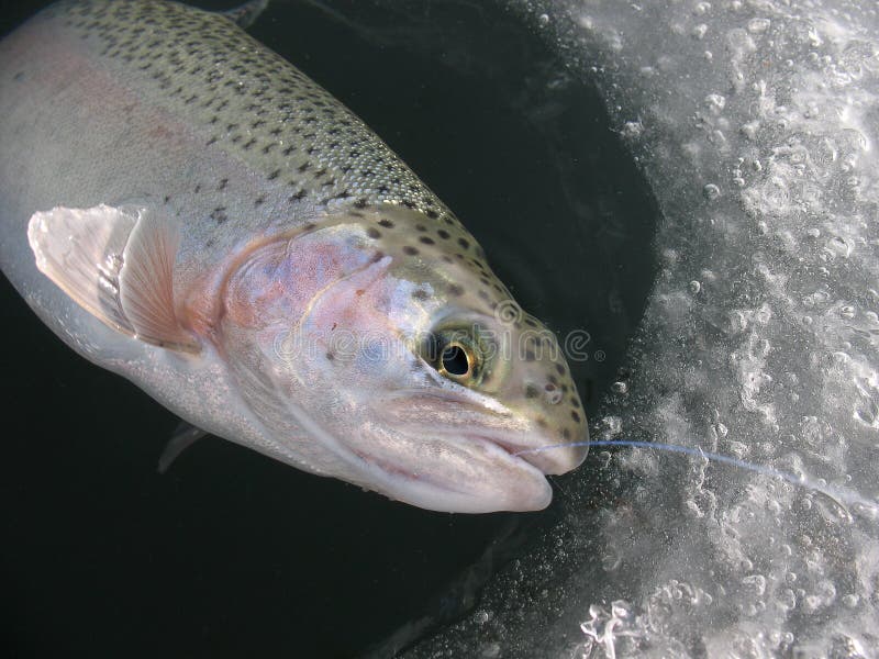 Rainbow trout Oncorhynchus mykiss ice fishing