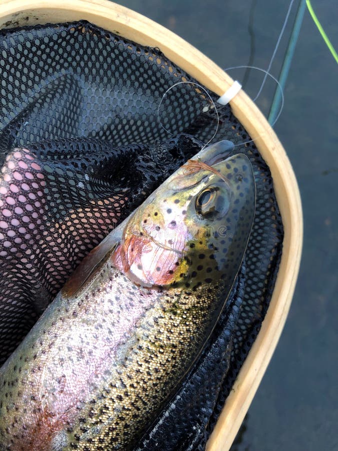 Rainbow Trout Caught Fly Fishing on Colorado River Stock Photo