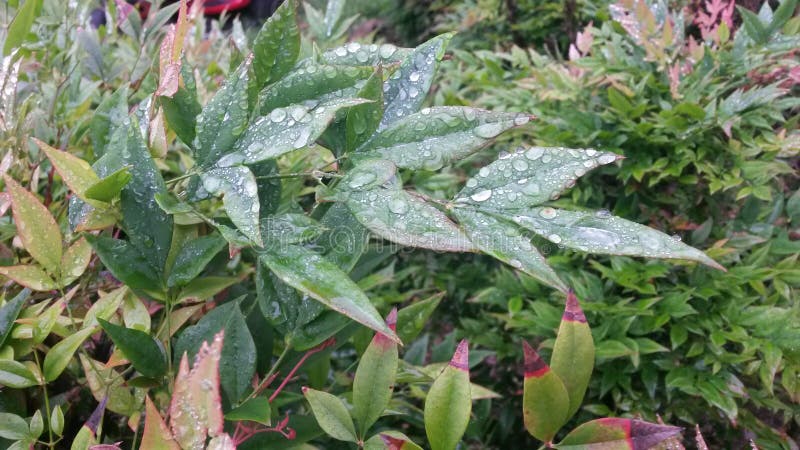 Raindrop covered leaves stock image. Image of raindrop - 54891207