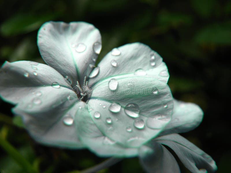 A beautiful flower drenched in raindrops. A beautiful flower drenched in raindrops.