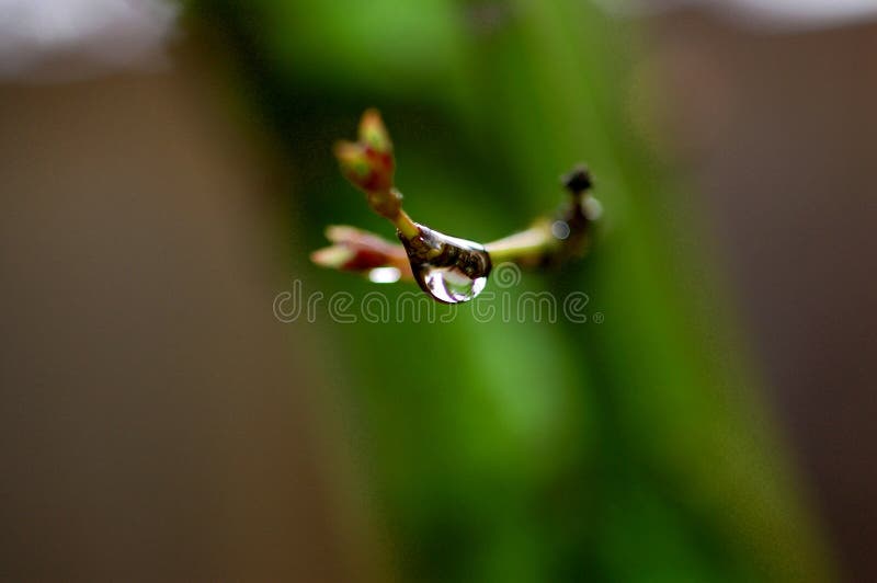 Raindrop royalty free stock images Raindrop royalty free stock images