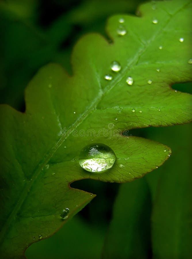 Gota de agua sobre el verde una carta.