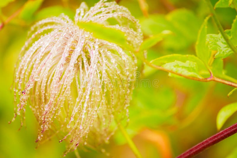 Wildflour Strands Stock Photos Free & RoyaltyFree Stock Photos from