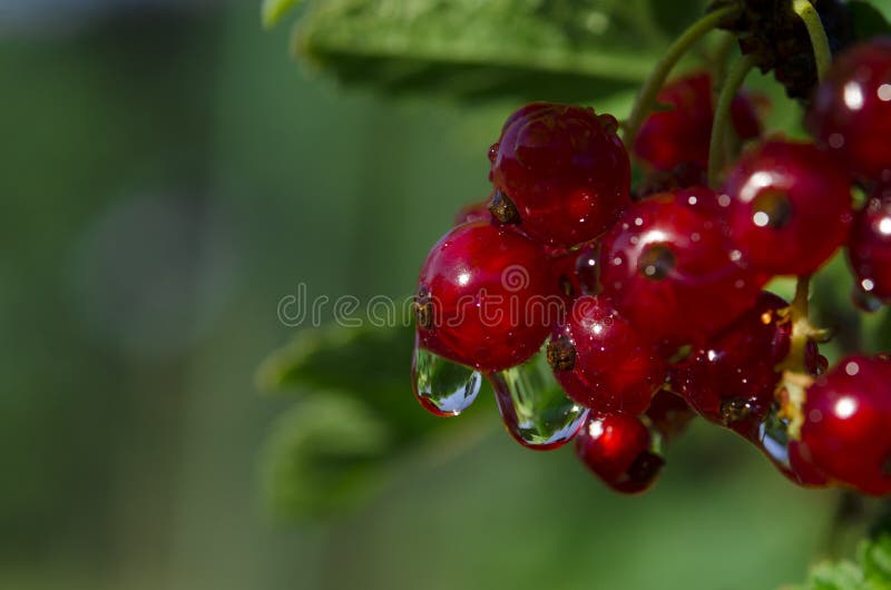 Raindrops on bunches of redcurrant berries that grow on a green bush in the garden
