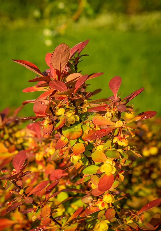 Small Decorative Barberry Bushes. Barberry Bushes in the Summer Garden