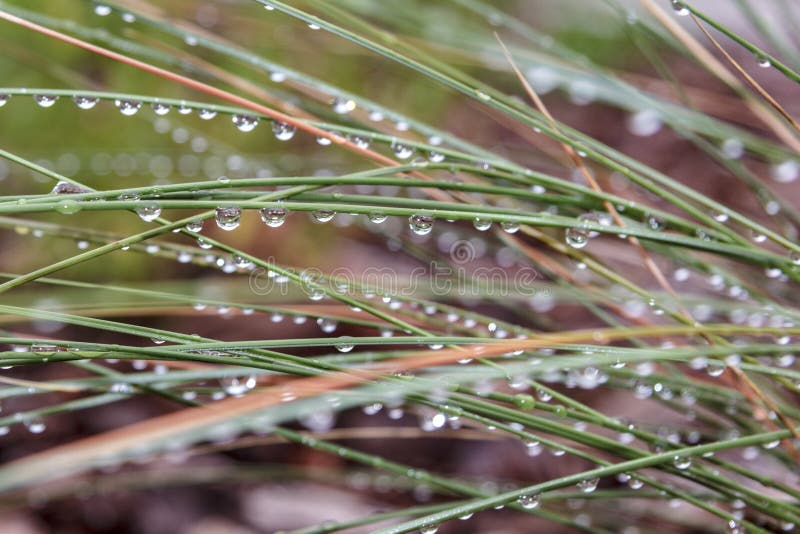 Dešťové kapky se lesknou na Muhley trávy po bouři.