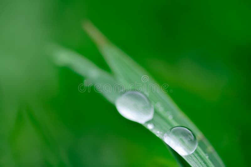 Raindrops on a grass