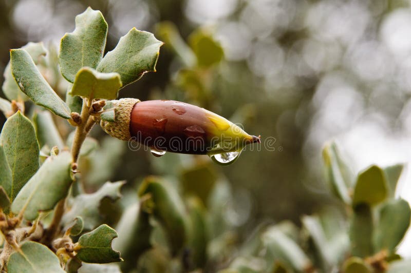 Dažďové kvapky na listoch žaluďov rastliny a stromy.