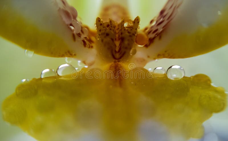 Raindrops on the petals of orchid. Slovakia