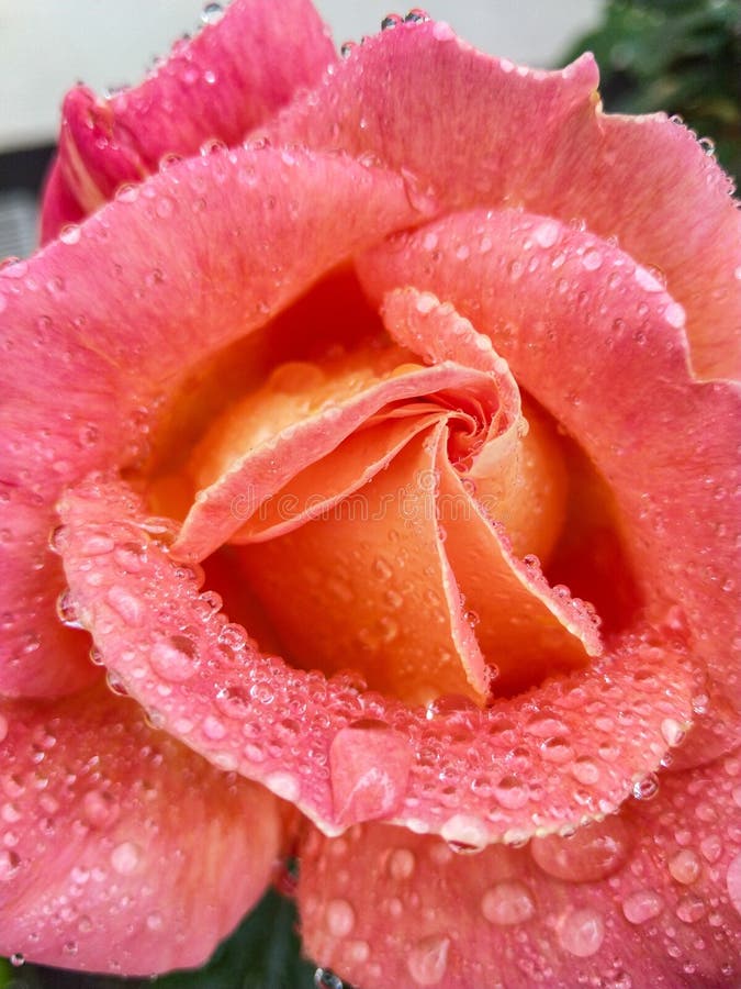 Raindrops przy różami są zadziwiający