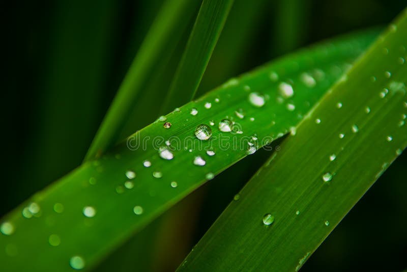 Raindrops of Pure Water on the Surface of Green Grass Blades Stock
