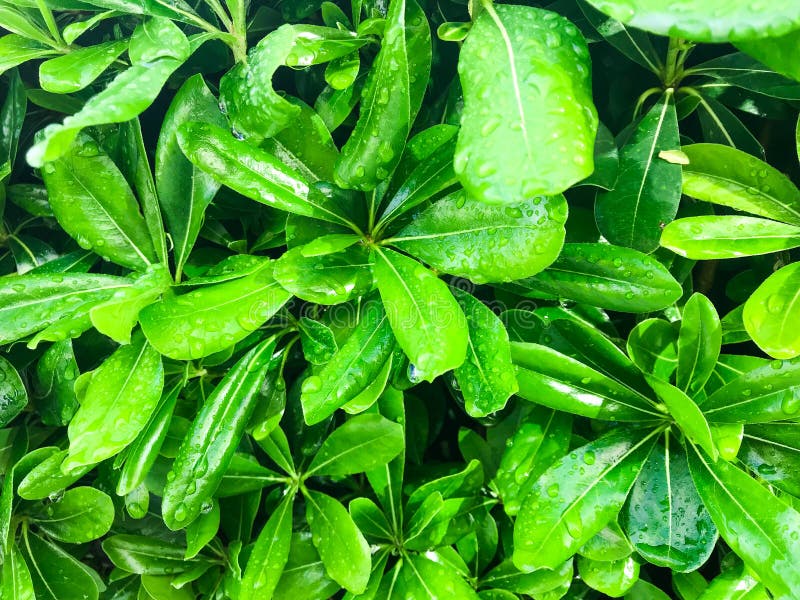 Raindrops on the leaves royalty free stock image Raindrops on the leaves royalty free stock image