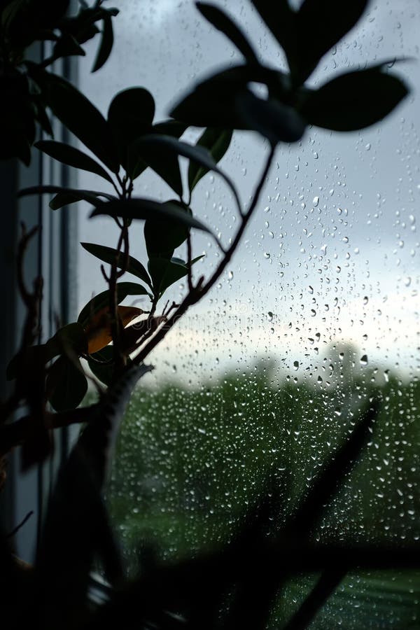 raindrops on window raindrops on window