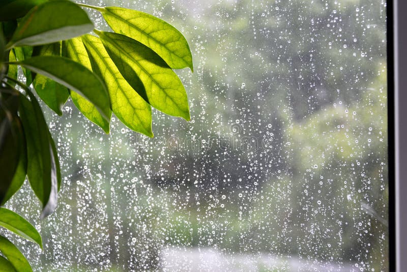 Rainy Day Photos, Download The BEST Free Rainy Day Stock Photos