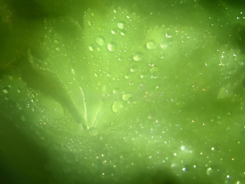 raindrops листьев стоковые изображения rf raindrops листьев стоковые изображения rf