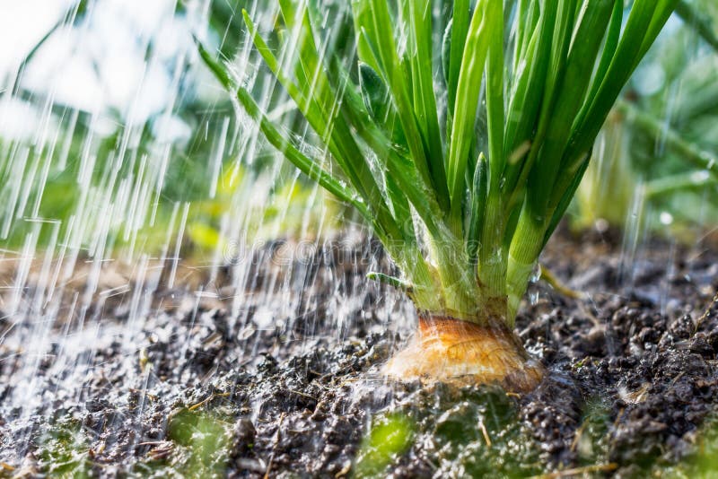 Rainfall is Going in the Vegetable Garden; Onion in the Soil Stock Photo Image of onion