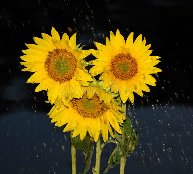 Rainfall over sunflowers stock image. Image of sunflower 47448443
