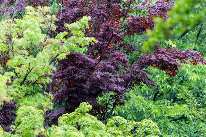Rainfall on Red and Green Japanese Maples royalty free stock photography